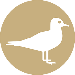 mouette  blanche  Fond  Ocre C7AF7F (1)
